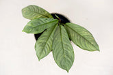 Aglaonema nebulosum sp. Borneo "silver form"